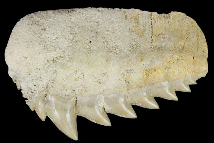 Fossil Cow Shark (Hexanchus) Tooth - Morocco #115827